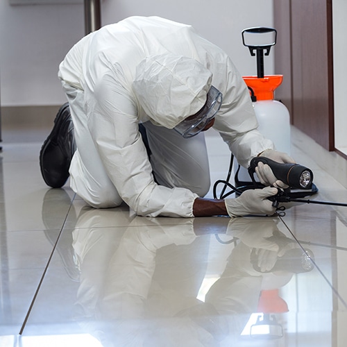 Pest Control Solution for Residential and Homes