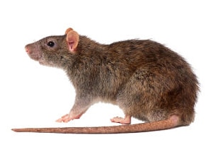 Rat Treatment