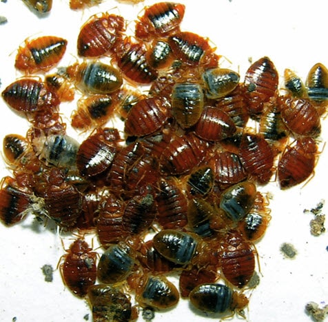 Bed bug problem in London