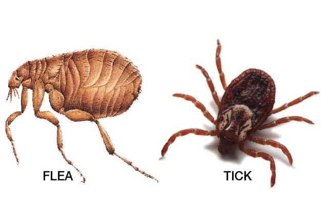 Flea & Tick in London