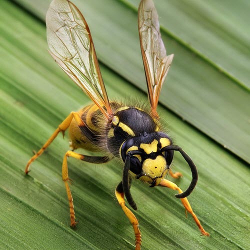 Wasp Control and Removal in London