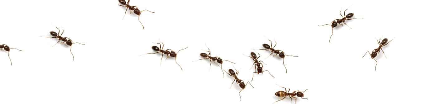 ants pest control london